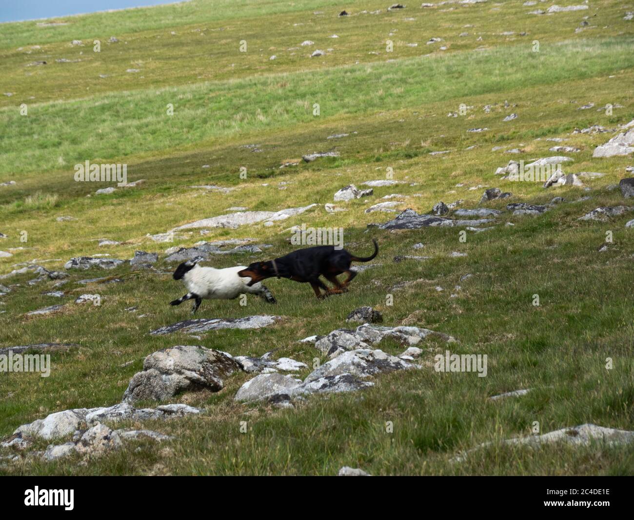 Hund, der ein Schaf jagt, Bodmin Moor, Cornwall, Großbritannien Stockfoto