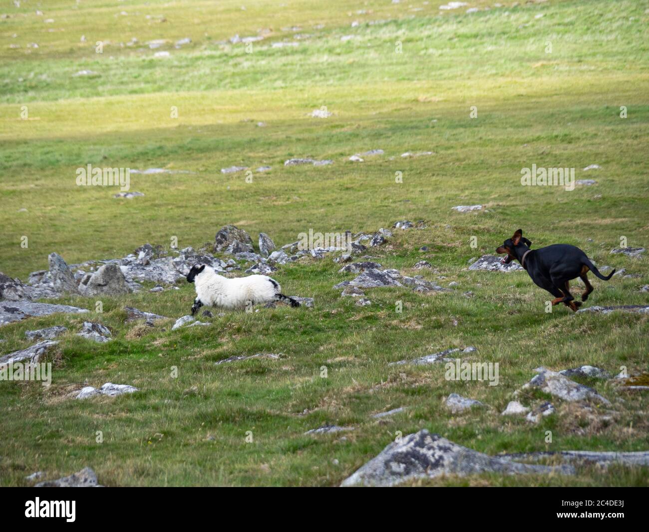 Loose Dog jagt ein Schaf auf Bodmin Moor, Cornwall, Großbritannien Stockfoto