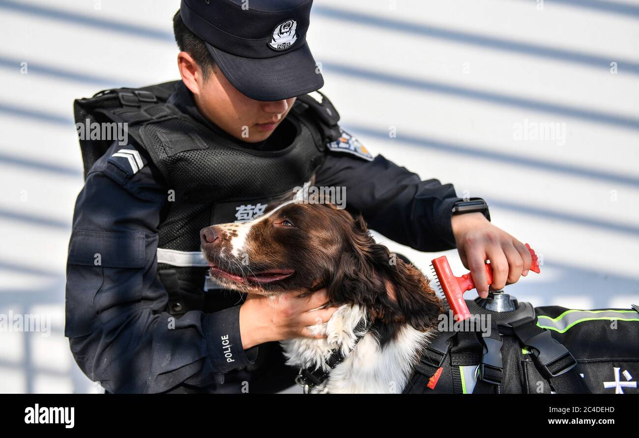 (200626) -- CHANGCHUN, 26. Juni 2020 (Xinhua) -- der Sniffer-Hund Hei Sa genießt einen Haarkamm seines Ausbilders Jiang Feng in Baishan, nordöstlich der Provinz Jilin, 22. Juni 2020. Der Sniffer Hund 'Hei Sa' ist seit einem halben Jahr bei seinem Ausbilder Jiang Feng. Während der Dienstjahre ist 'Hei Sa' ein bezaubernder springer Spaniel. Wenn es jedoch um Drogensuchmissionen geht, wird es sich in einen schwarzen und tapferen Krieger verwandeln, wie der Name auf Chinesisch andeutet. Zusammen mit zehn weiteren Polizeihunden und ihren Trainern arbeitet "Hei Sa" für die erste Anti-Riot- und Drogerieaufdeckung-Polizeihundegruppe im Grenzgebiet von Stockfoto