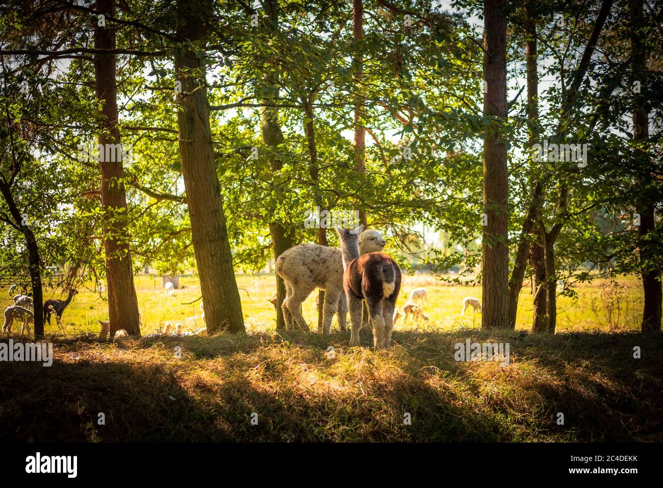 Mutter und Sohn Alpaka auf einem Bergrücken im frühen Herbst gesehen, auf einer großen Alpaka-Farm. Goldenes Licht strahlt durch die Bäume und schafft eine warme Aussicht. Stockfoto