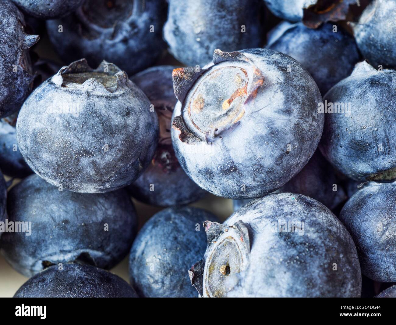 Nahaufnahme von frische Heidelbeeren Stockfoto