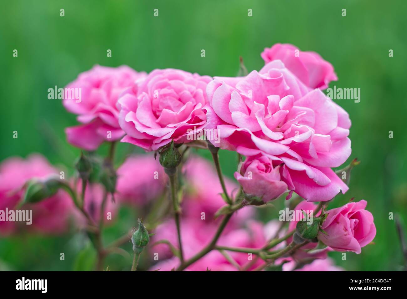 Rosen Blumen im Garten. Weichfokus. Florale Tapete, rosa rosa Hintergrund Stockfoto
