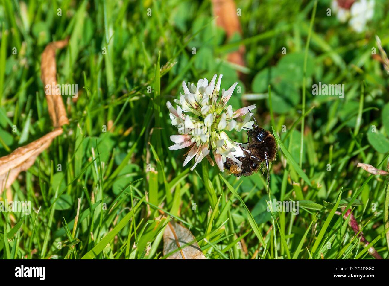 Eine Taubbiene, die von einer Kleeblatt-Blume ernährt wird. Stockfoto