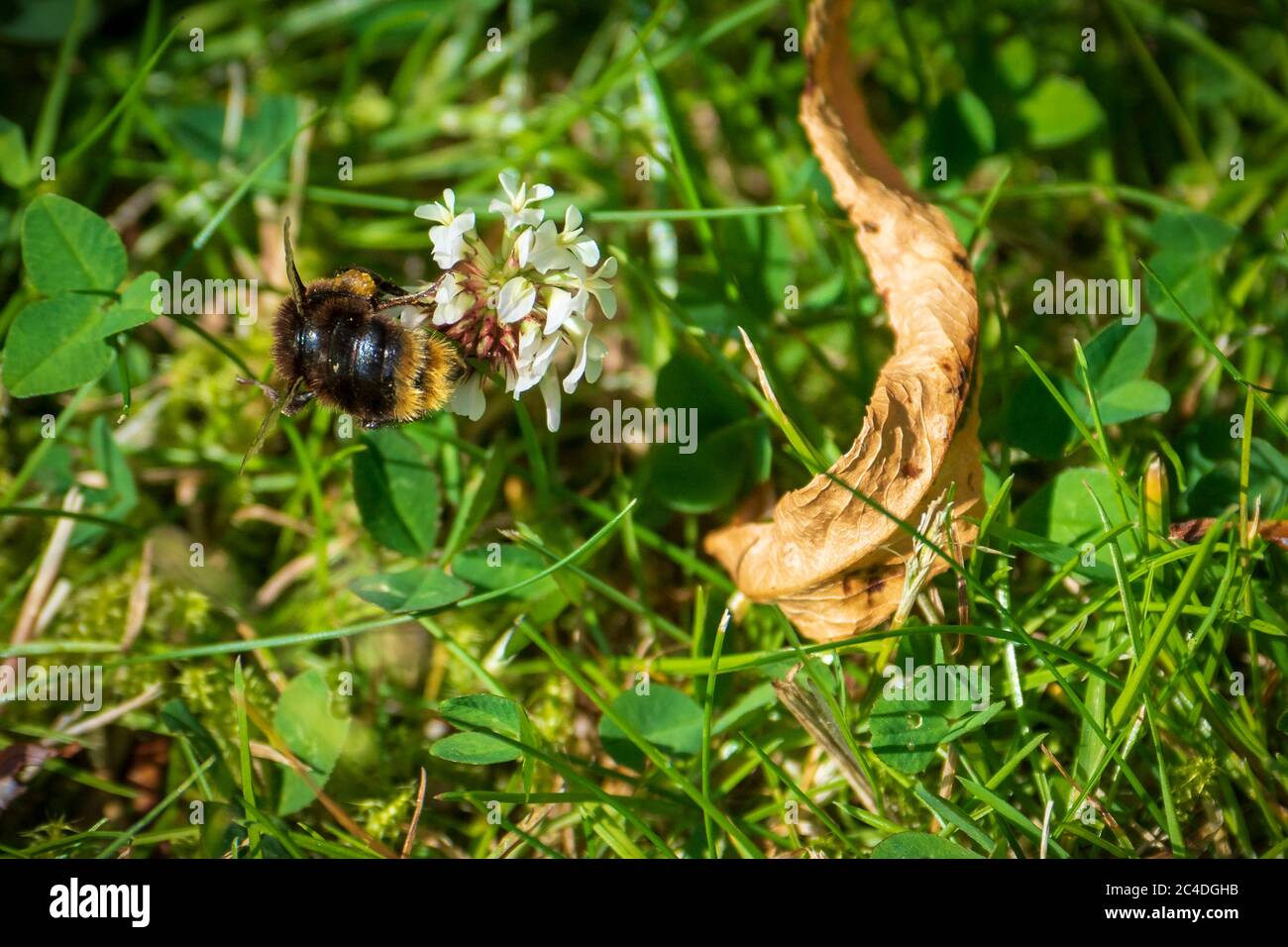 Eine Taubbiene, die von einer Kleeblatt-Blume ernährt wird. Stockfoto