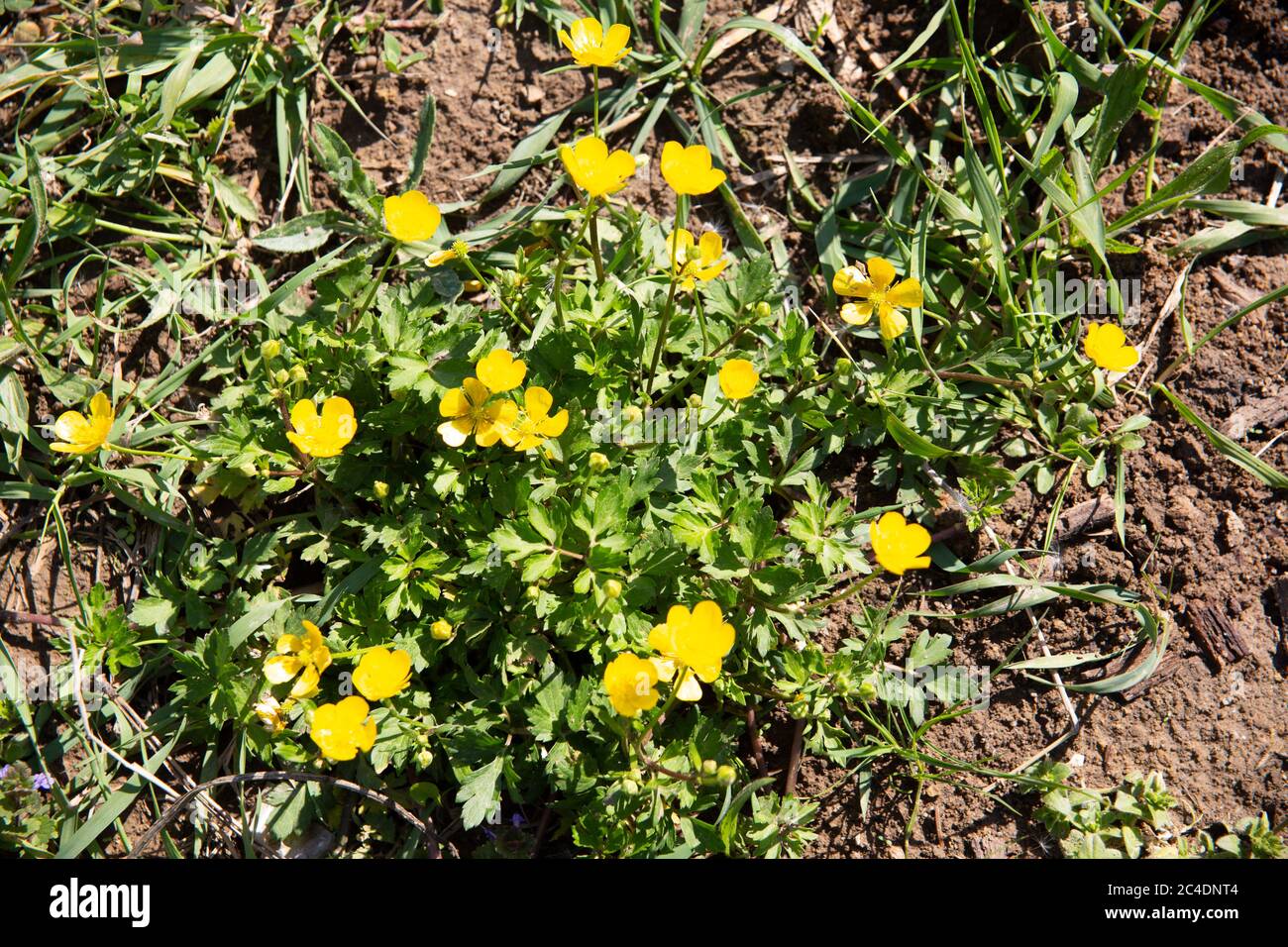 Junger Butterbusch mit vielen goldenen kleinen Blüten Stockfoto