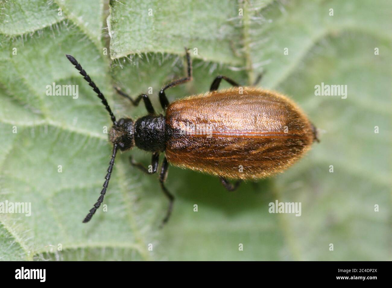Brown Leaf Weevil (auch bekannt als Europäischer Schnauzenkäfer) - Phyllobius oblongus Stockfoto