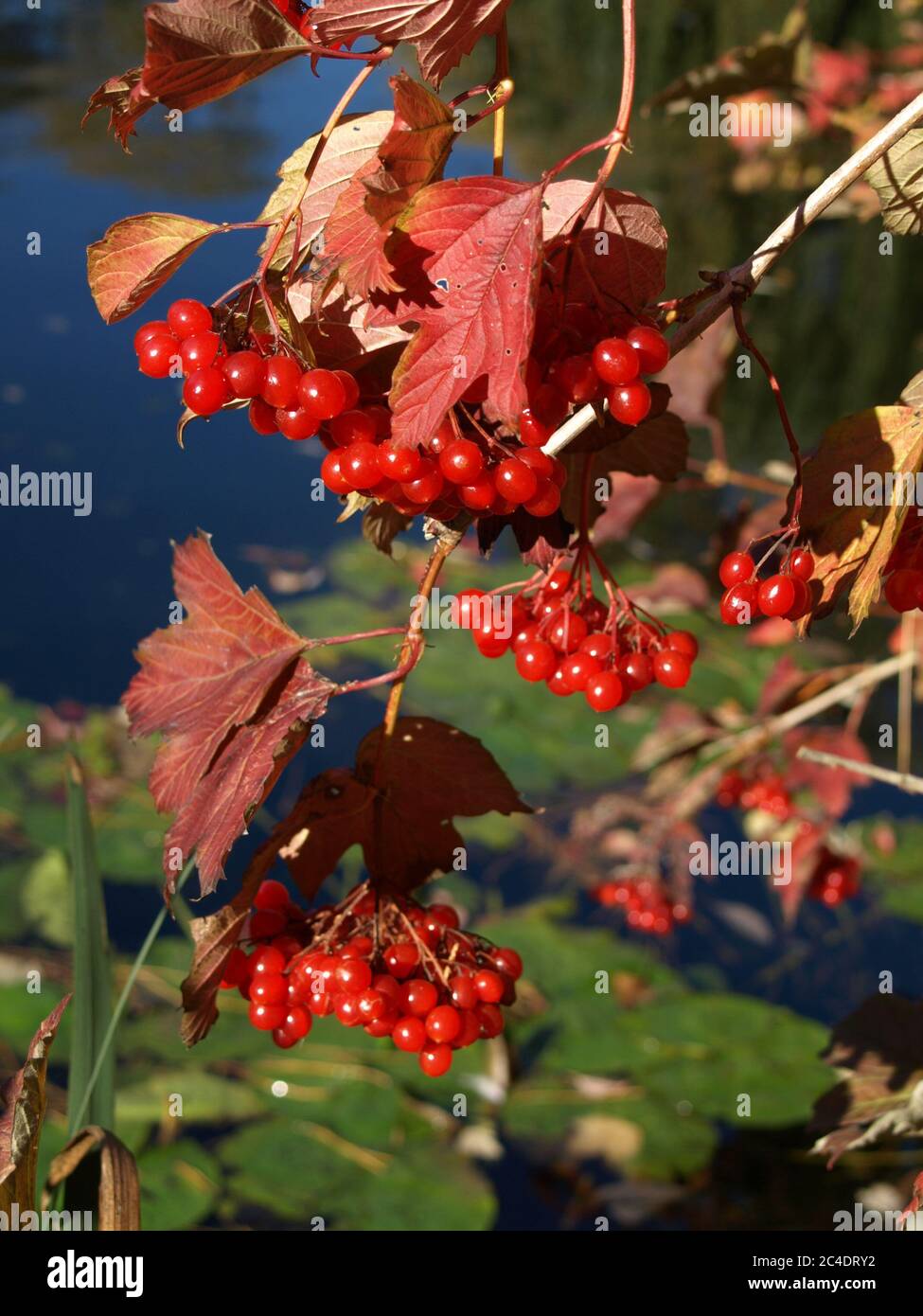 Viburnum opulus / Guelder Rose im Herbst Stockfoto