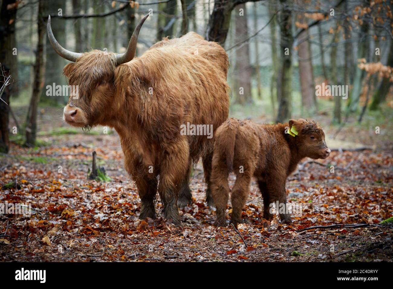 Schottische hochlandrinder baby -Fotos und -Bildmaterial in hoher ...
