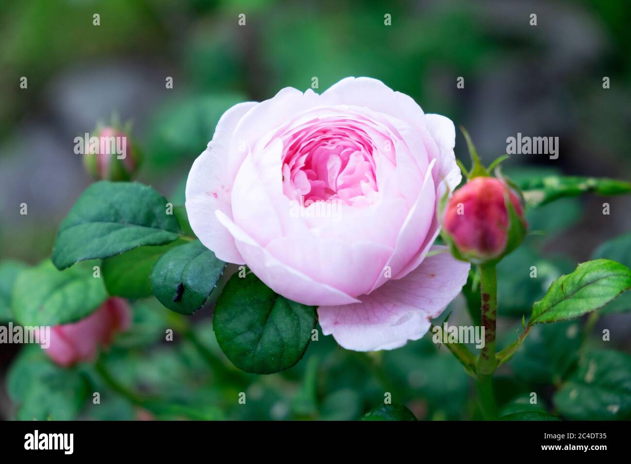 Duftende Rosa Königin von Schweden zarte rosa Rose in der Nähe in Blüte wächst in einem Garten im Sommer Juni 2020 Wales Großbritannien KATHY DEWITT Stockfoto