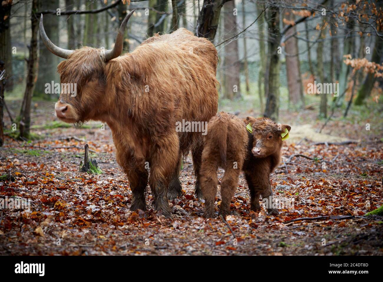 Schottische Hochlandrinder Baby Stockfotos und -bilder Kaufen - Alamy