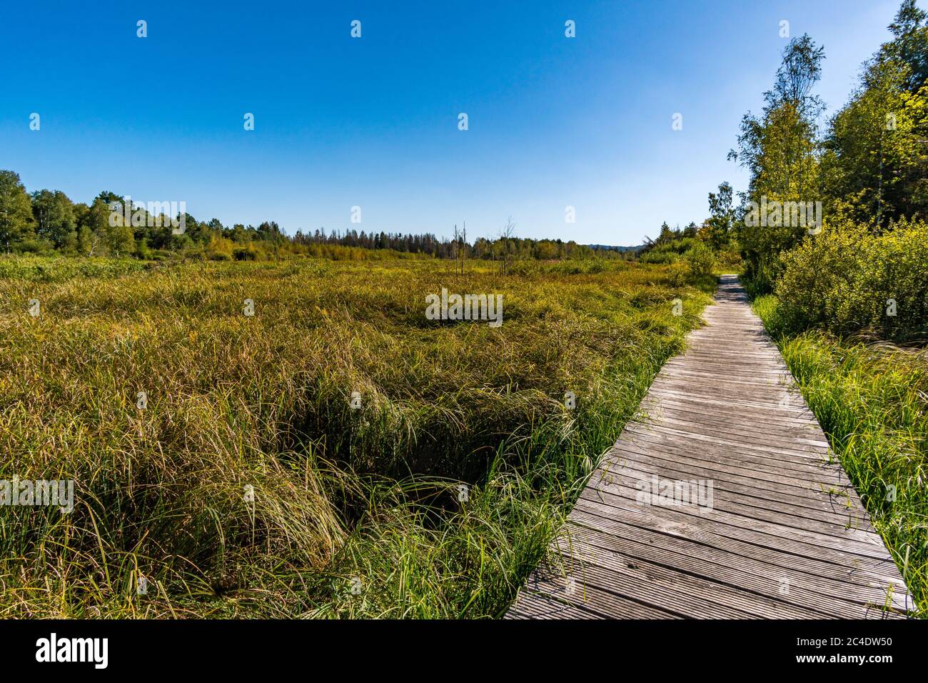 Fantastische Wanderung durch das Naturschutzgebiet Pfrunger-Burgweiler-Ried im Herbst Stockfoto