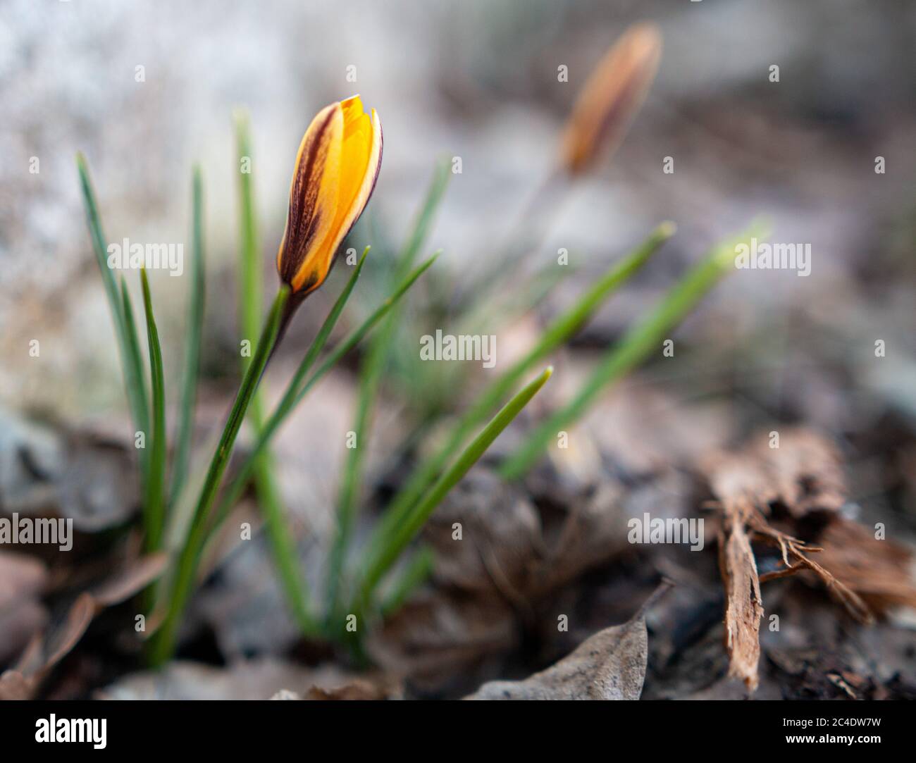 Orange Krokus Blumen im Wald Nahaufnahme Bild der ersten Frühlingsblumen, die im Wald wachsen. Gelbe Blumen blühen Nahaufnahme. Stockfoto