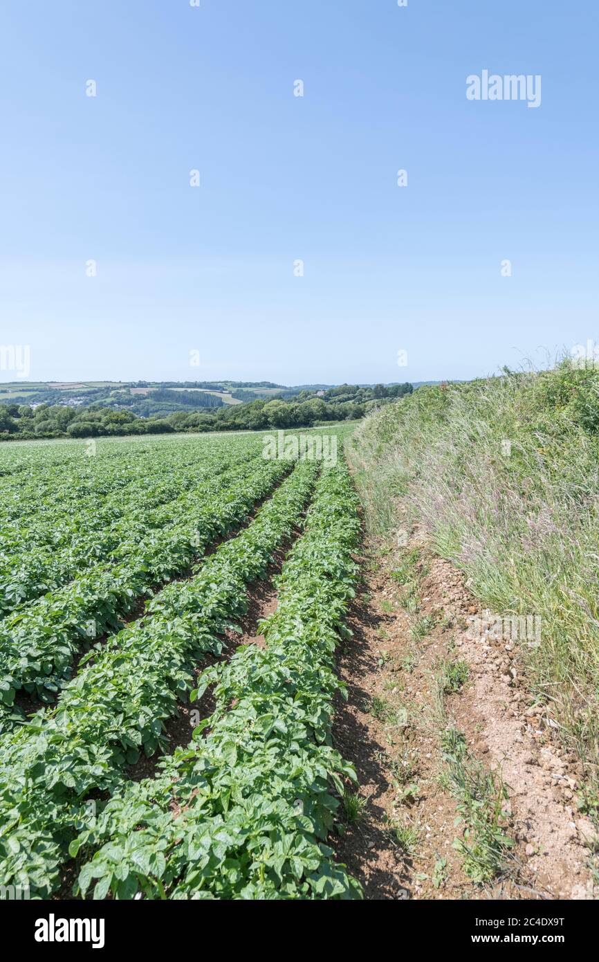 Rand einer Kartoffelpflanze / Kartoffelfeld Rand in Großbritannien. Für britische Kartoffelanbauer, Kartoffelanbau in Großbritannien, Lebensmittelversorgung in Großbritannien, Lebensmittelpflanzen in Großbritannien, Kartoffelpflanzen. Stockfoto