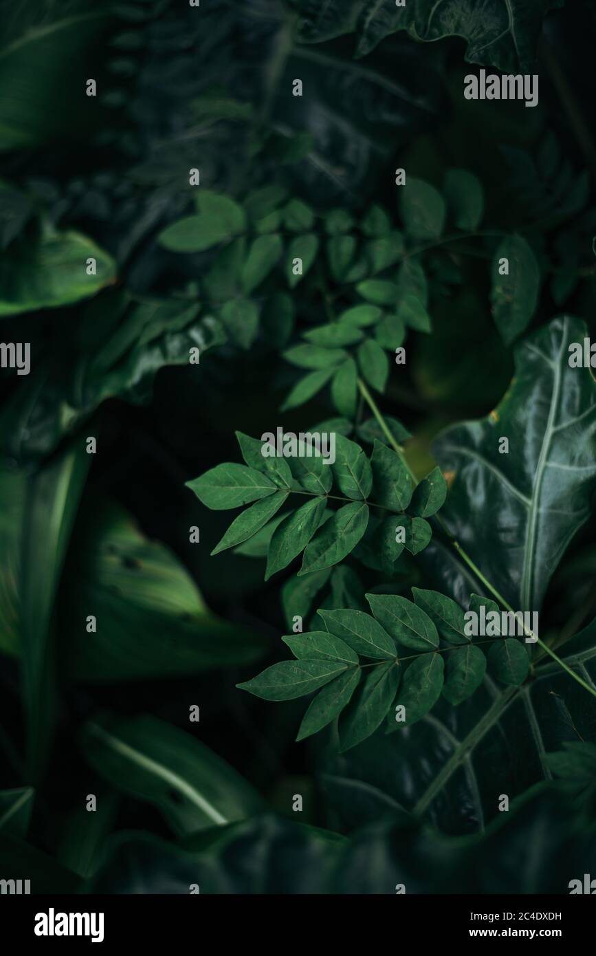Frische üppige raue grüne tropische Blätter Hintergrund Stockfoto