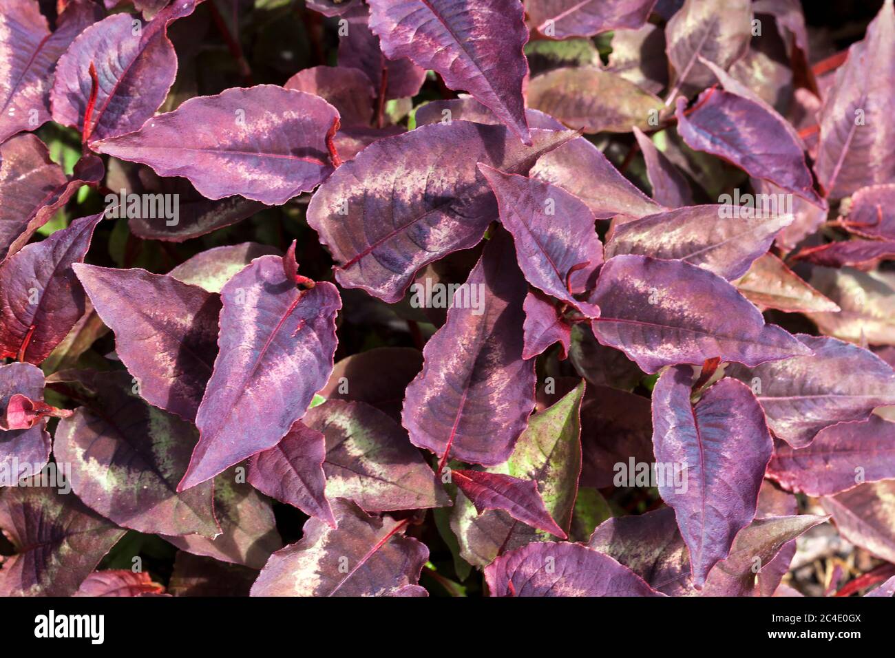 Persicaria microcephala 'Red Dragon' eine dunkelviolett rot blättrige Blütenpflanze, die allgemein als Knoblauchkraut bekannt ist Stockfoto