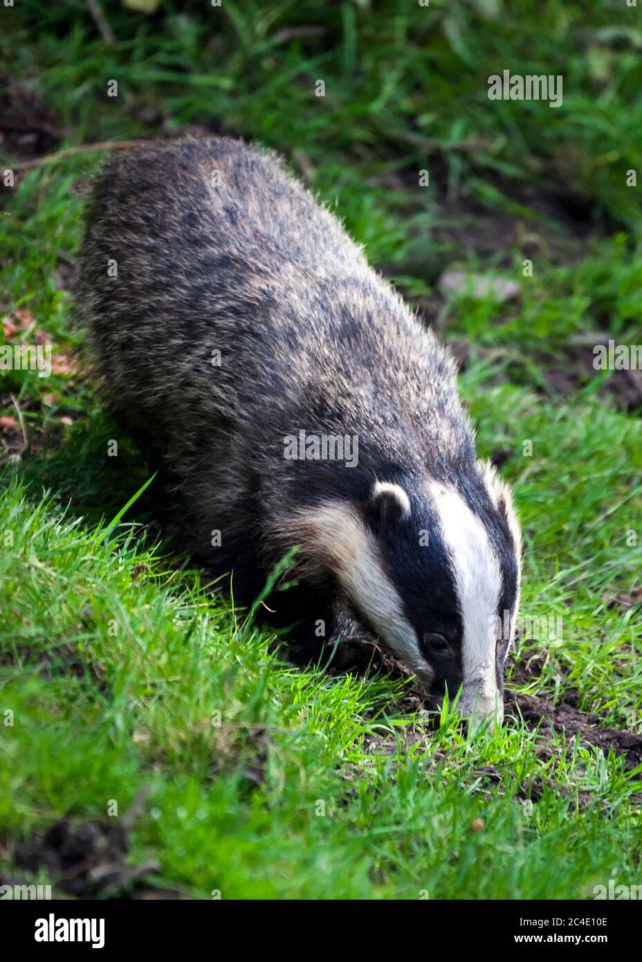 Dachs, ein schwarz-weißes Wildtier, das sich in Waldwäldern ernährt Stockfoto