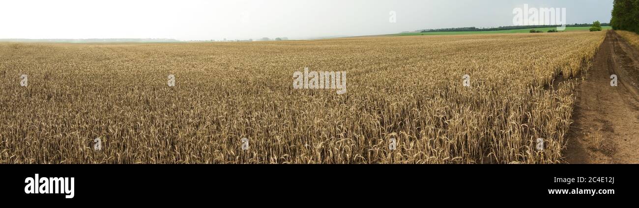 Breites horizontales Bild der ländlichen Landstraße mit Sturm und Regen im Hintergrund. Goldene Weizenlandschaft. Stockfoto