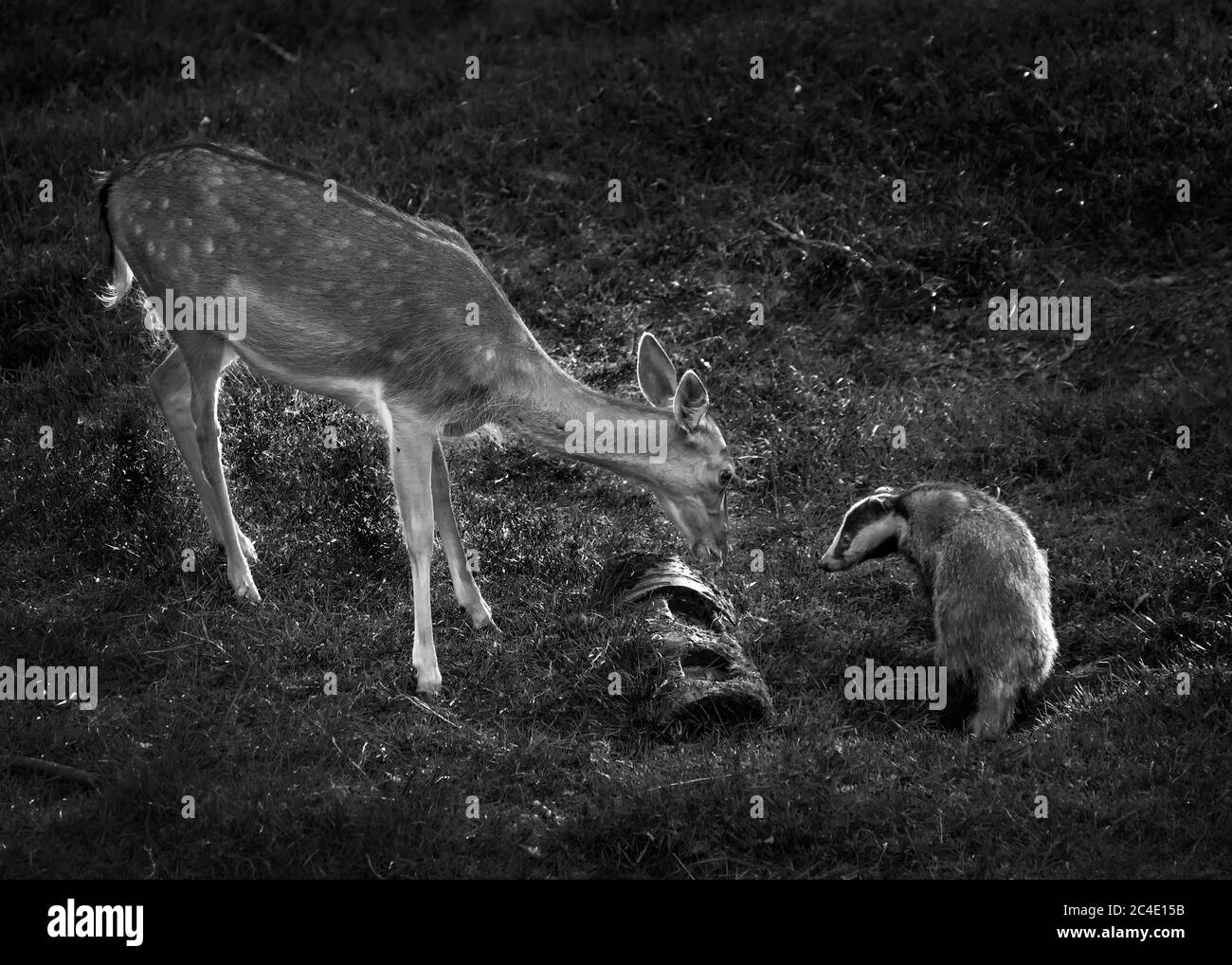 Dachs und Hirsche wilde Tiere Gesicht zu Gesicht, während Fütterung in einem Wald Wald schwarz-weiß monochromes Bild Stockfoto