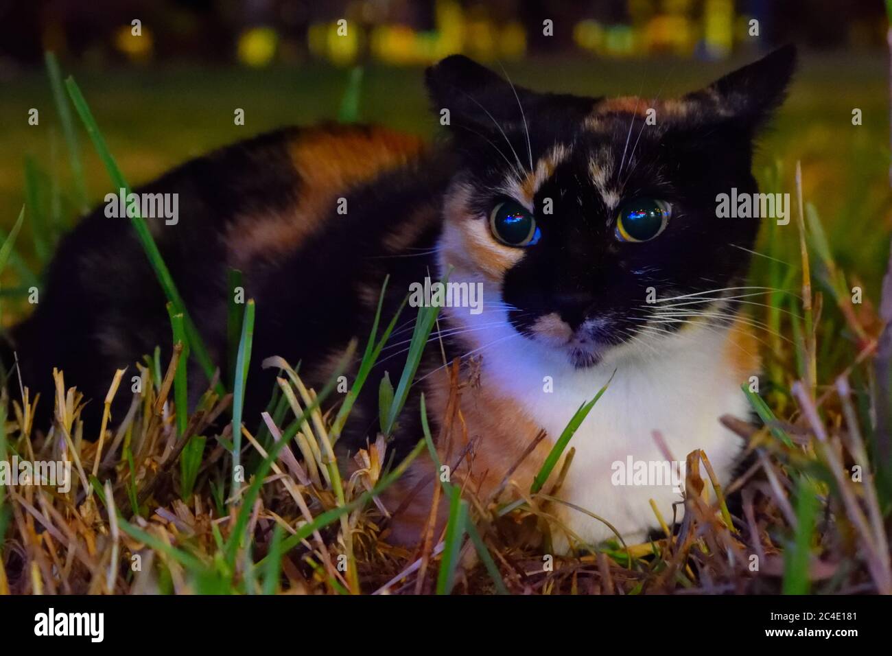 Bunte Straßenlaternen spiegeln sich in den Augen einer Katze in Oludeniz, Fethiye, Türkei Stockfoto