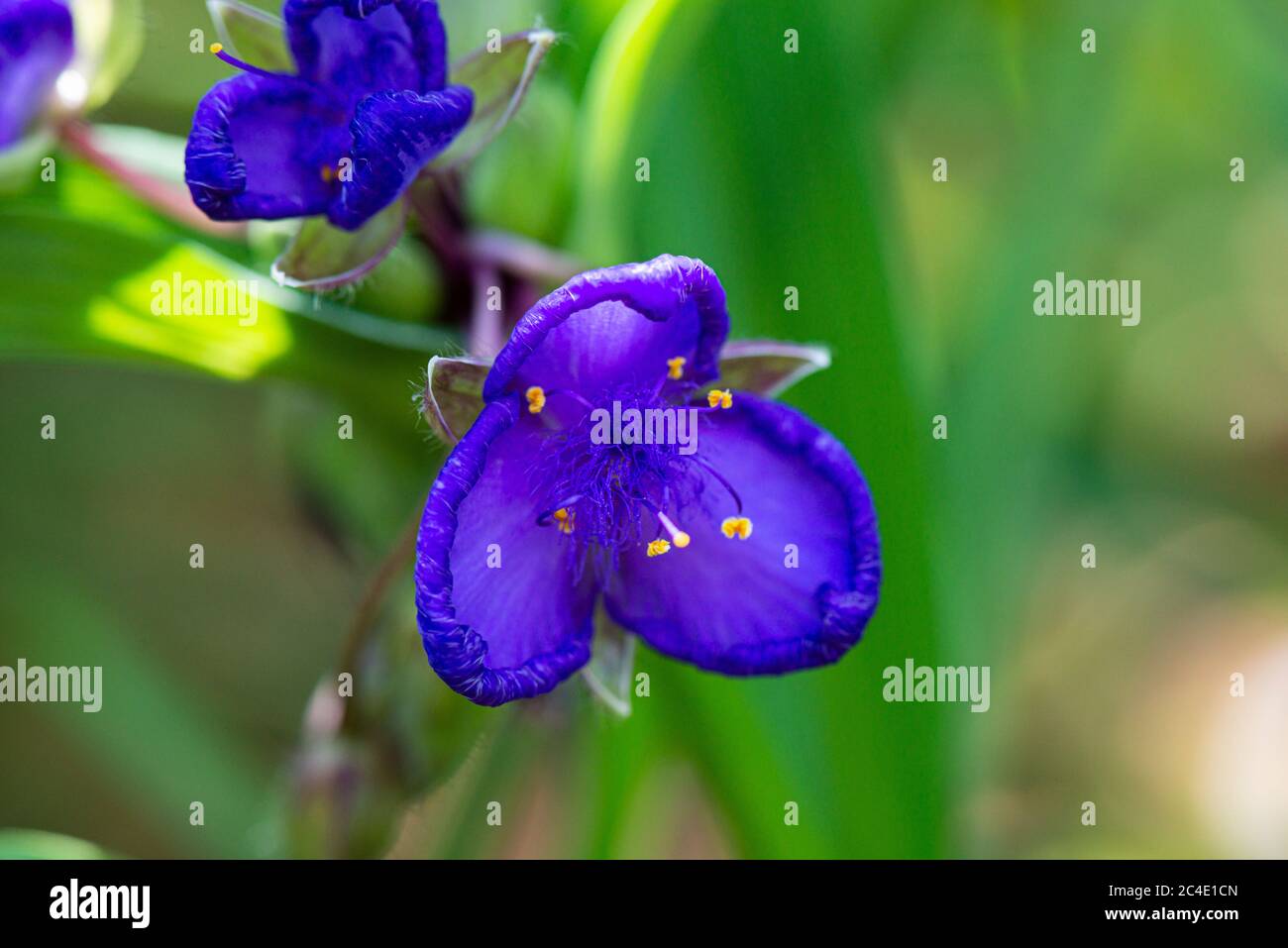 Die Blüten einer Spinnenwürze (Tradescantia) Stockfoto