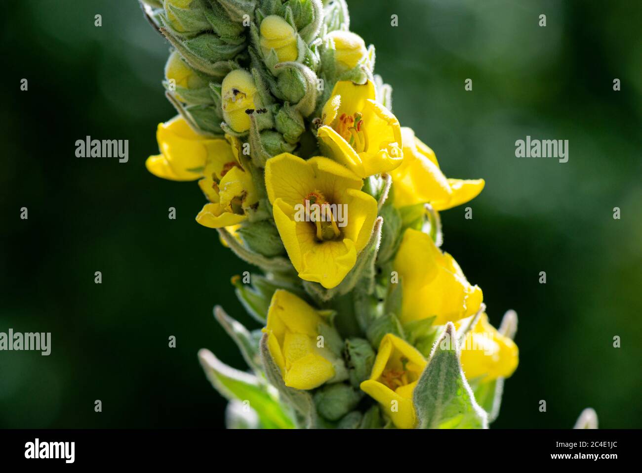 Nahaufnahme des Blütenstiels einer Königskerze (Verbascum) Stockfoto