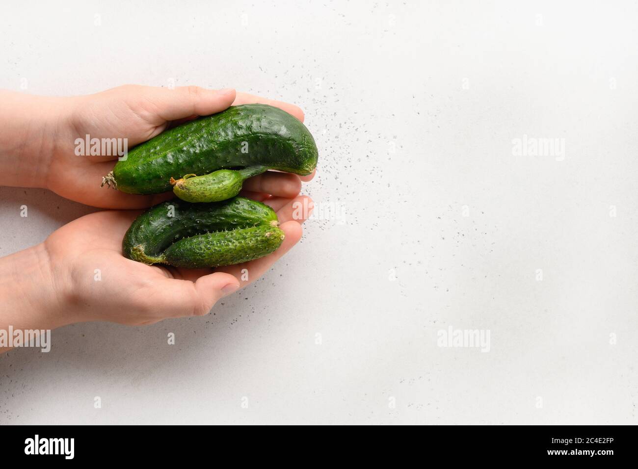 Hässliche organische abnorme Gurken in den Händen. Blick von oben. Leerzeichen für Text. Stockfoto