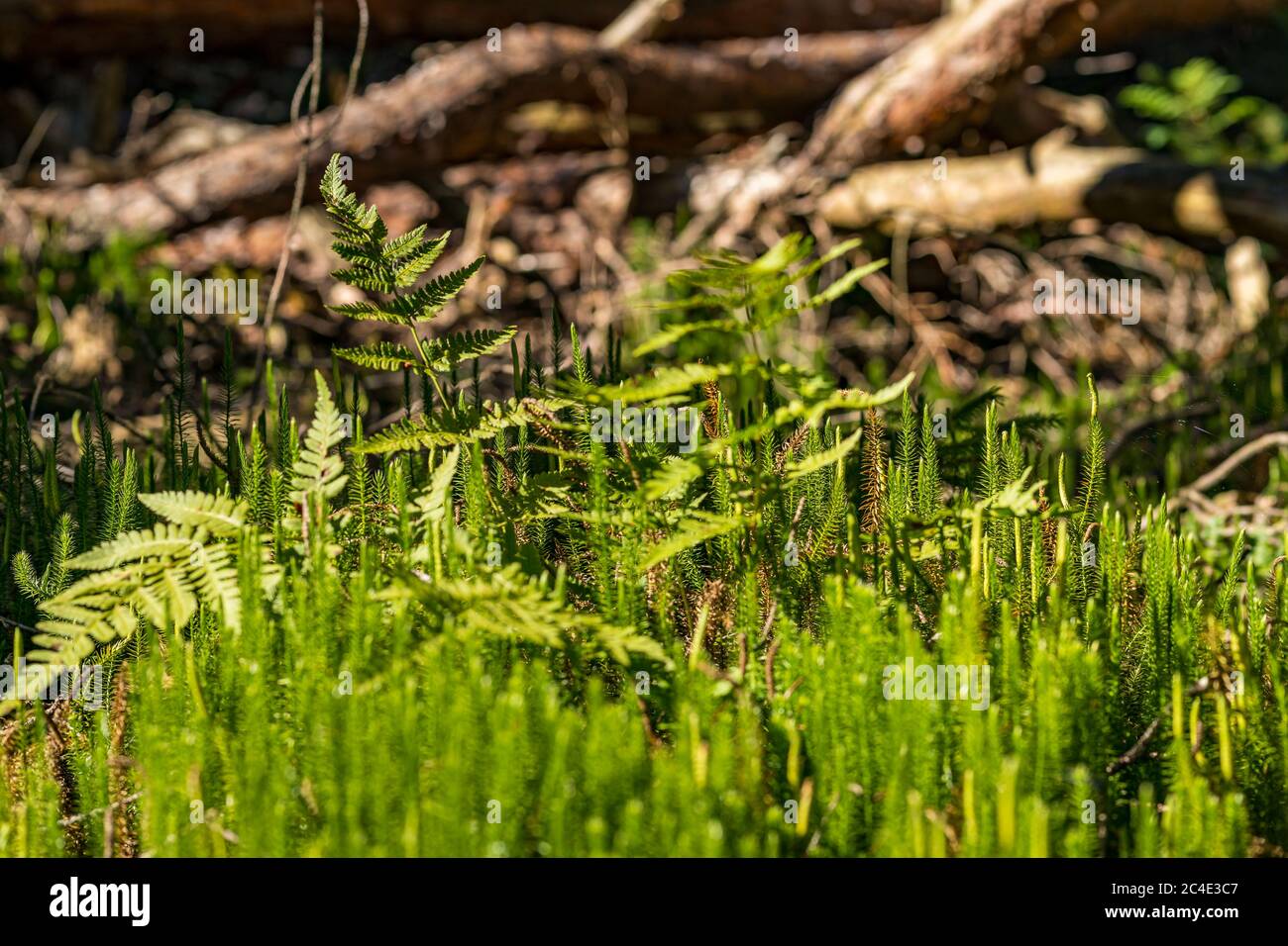 Fantastische Wanderung durch das Naturschutzgebiet Pfrunger-Burgweiler-Ried im Herbst Stockfoto