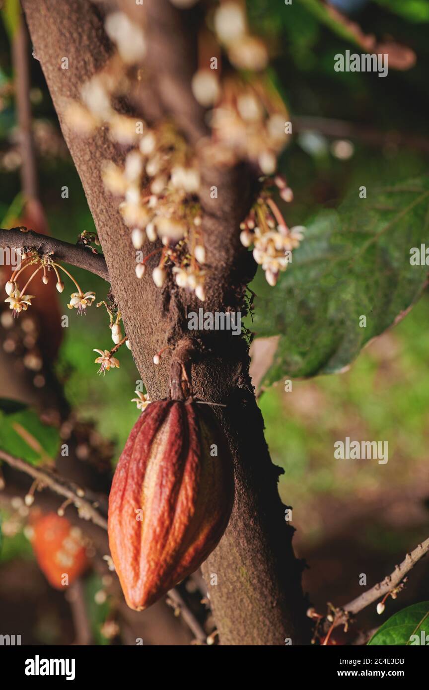 Eine orangefarbene Kakaoschote hängt auf einem Baum in unscharfem Hintergrund Stockfoto