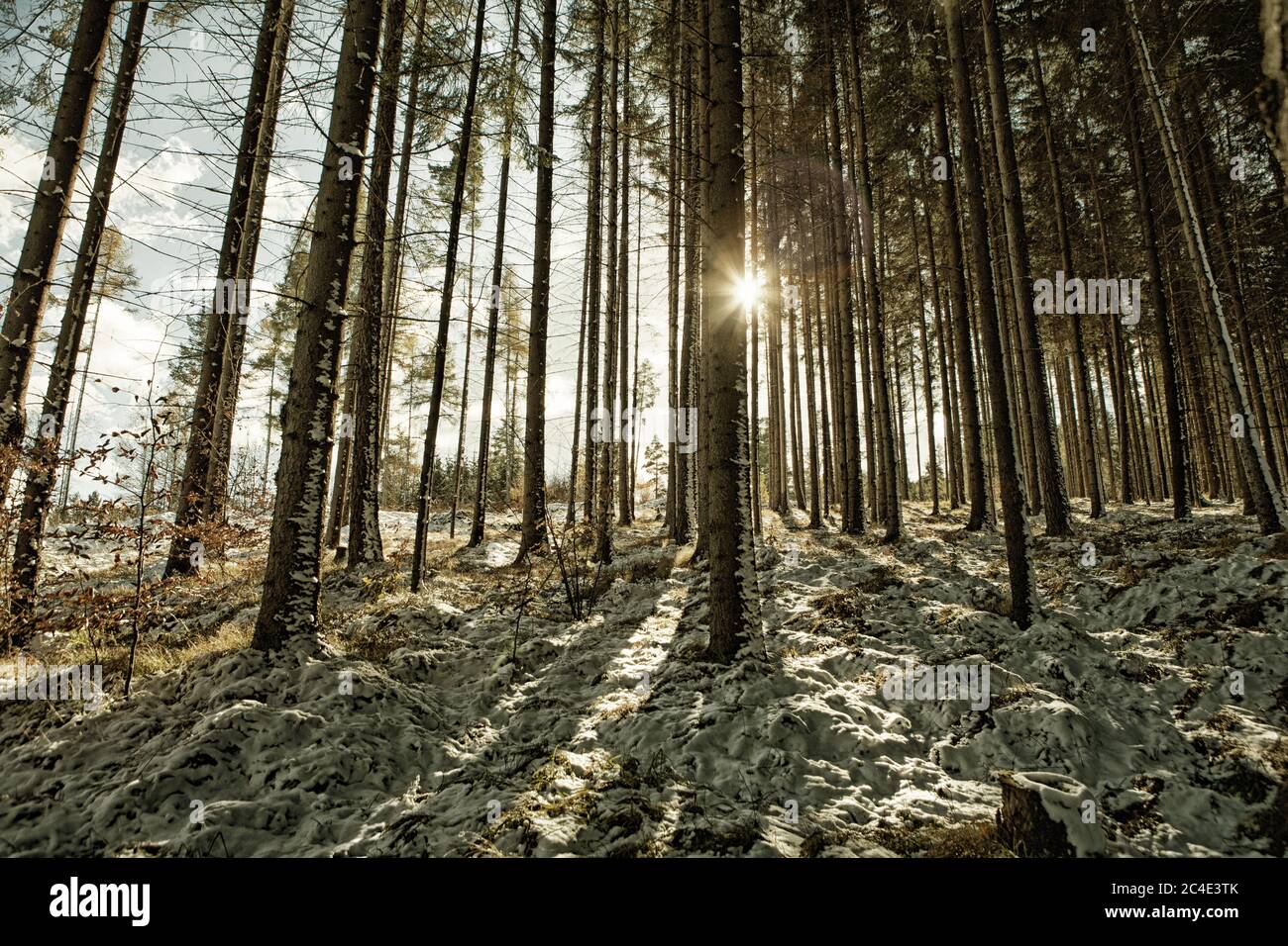 Schneebedeckter Tannenwald und Sonnenstrahlen im Slowakischen Paradies. HDR-Bild mit Schwarzgold-Filter Stockfoto