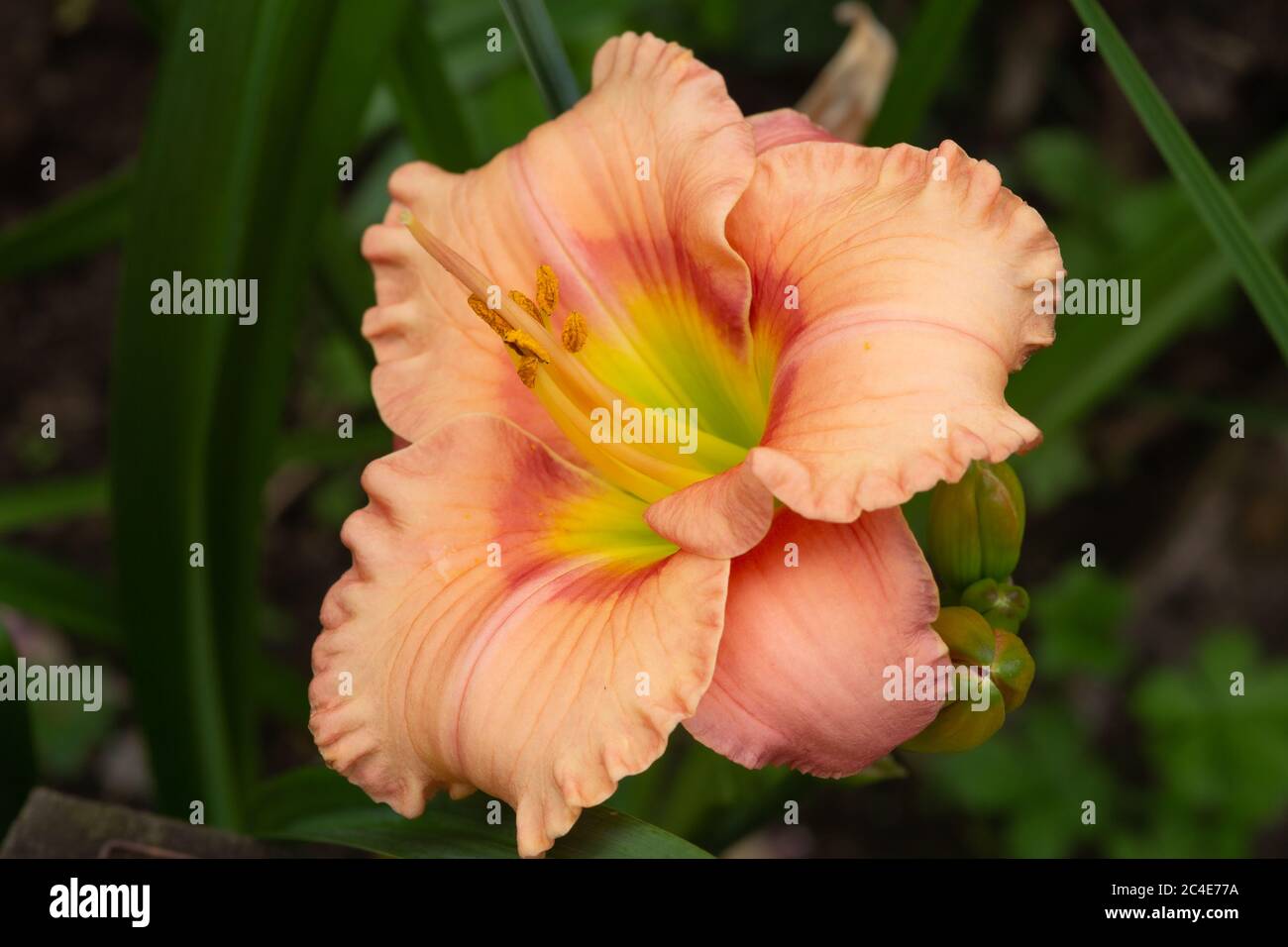 Hermerocallis, Tageslilien in schönen Farben, die für ihre 24-Stunden-Show blühen Stockfoto