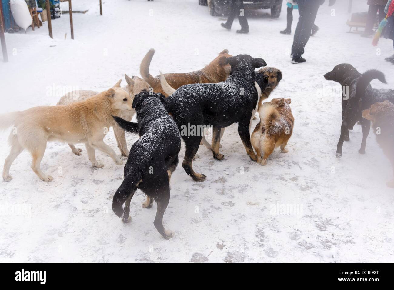 Im Winter ist eine große Herde streunender Hunde auf dem Markt Stockfoto