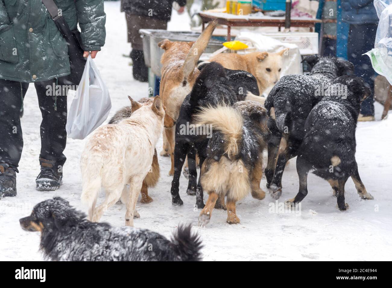 Im Winter ist eine große Herde streunender Hunde auf dem Markt Stockfoto