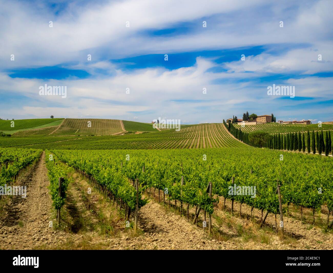 Weinberg in Castellina in Chianti Region der Toskana, Italien. Stockfoto