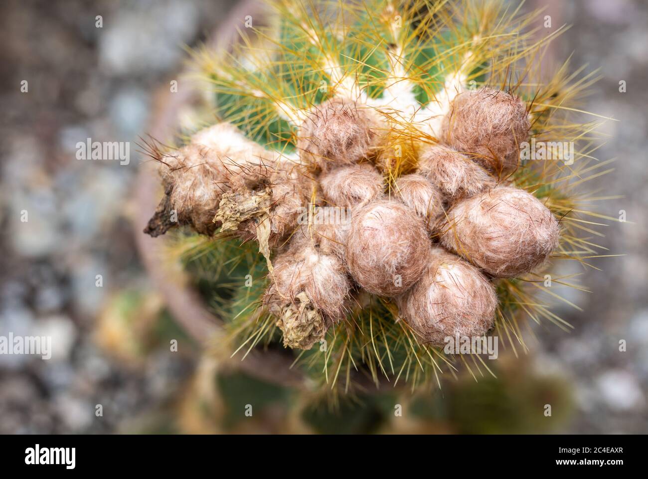 Nahaufnahme des stacheligen, wolligen Kaktus Eriocephala Magnifica, einer einheimischen Pflanze aus der familie der cactaceae aus Südamerika Stockfoto