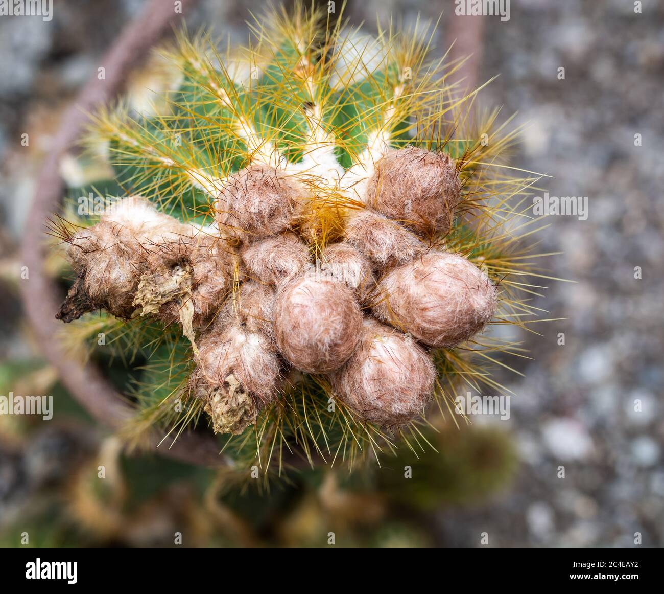 Nahaufnahme des stacheligen, wolligen Kaktus Eriocephala Magnifica, einer einheimischen Pflanze aus der familie der cactaceae aus Südamerika Stockfoto