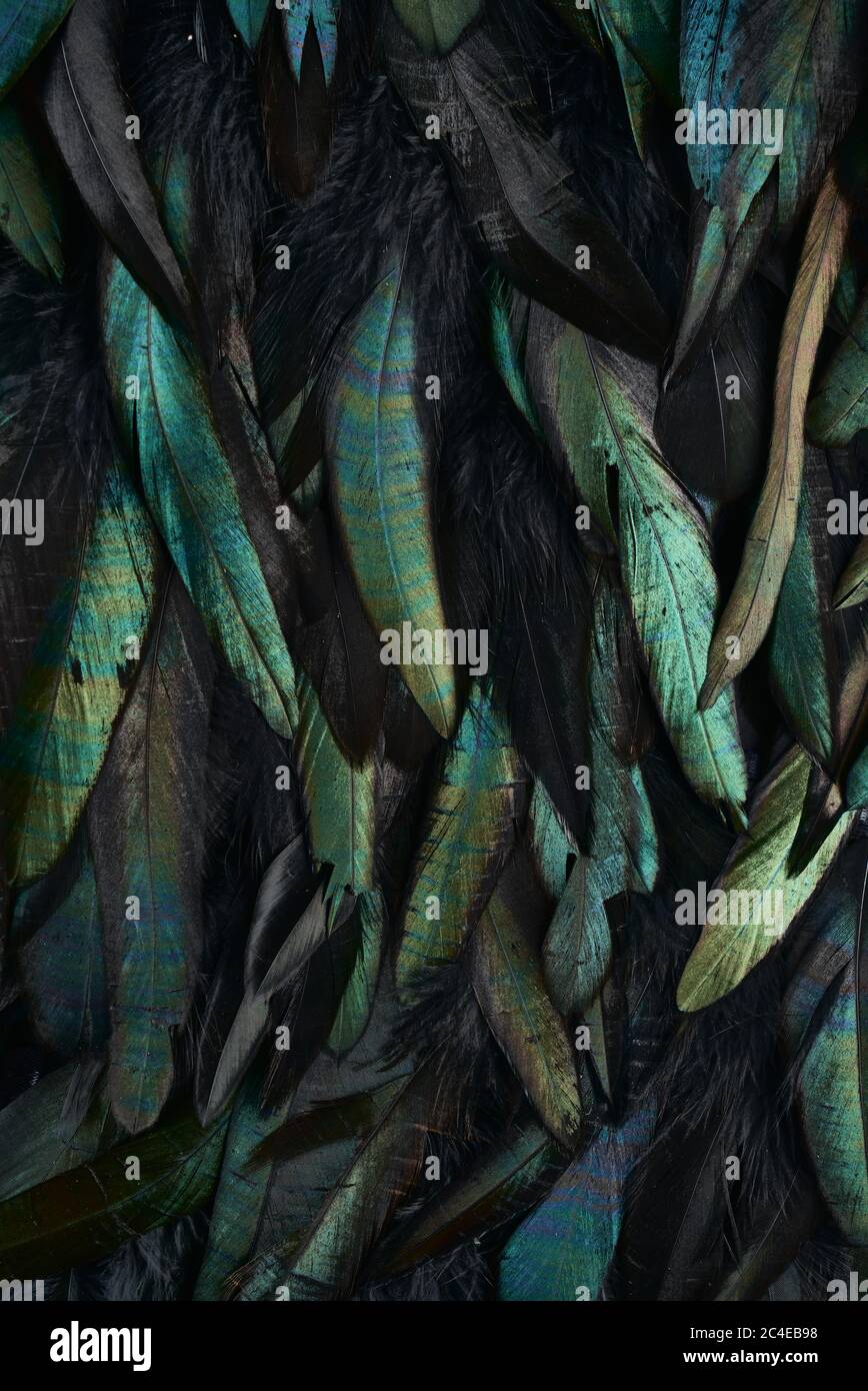 Abstrakter Hintergrund aus Hahnfedern, metallische Farben Stockfoto