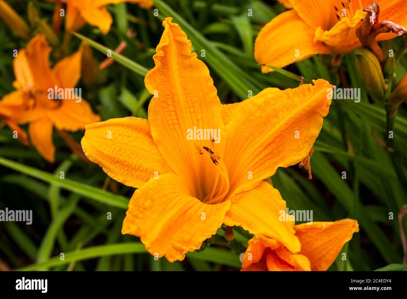 Hemerocallis 'Burning Daylight' eine frühlingsblühende Pflanze, die allgemein als Taglilie bekannt ist Stockfoto