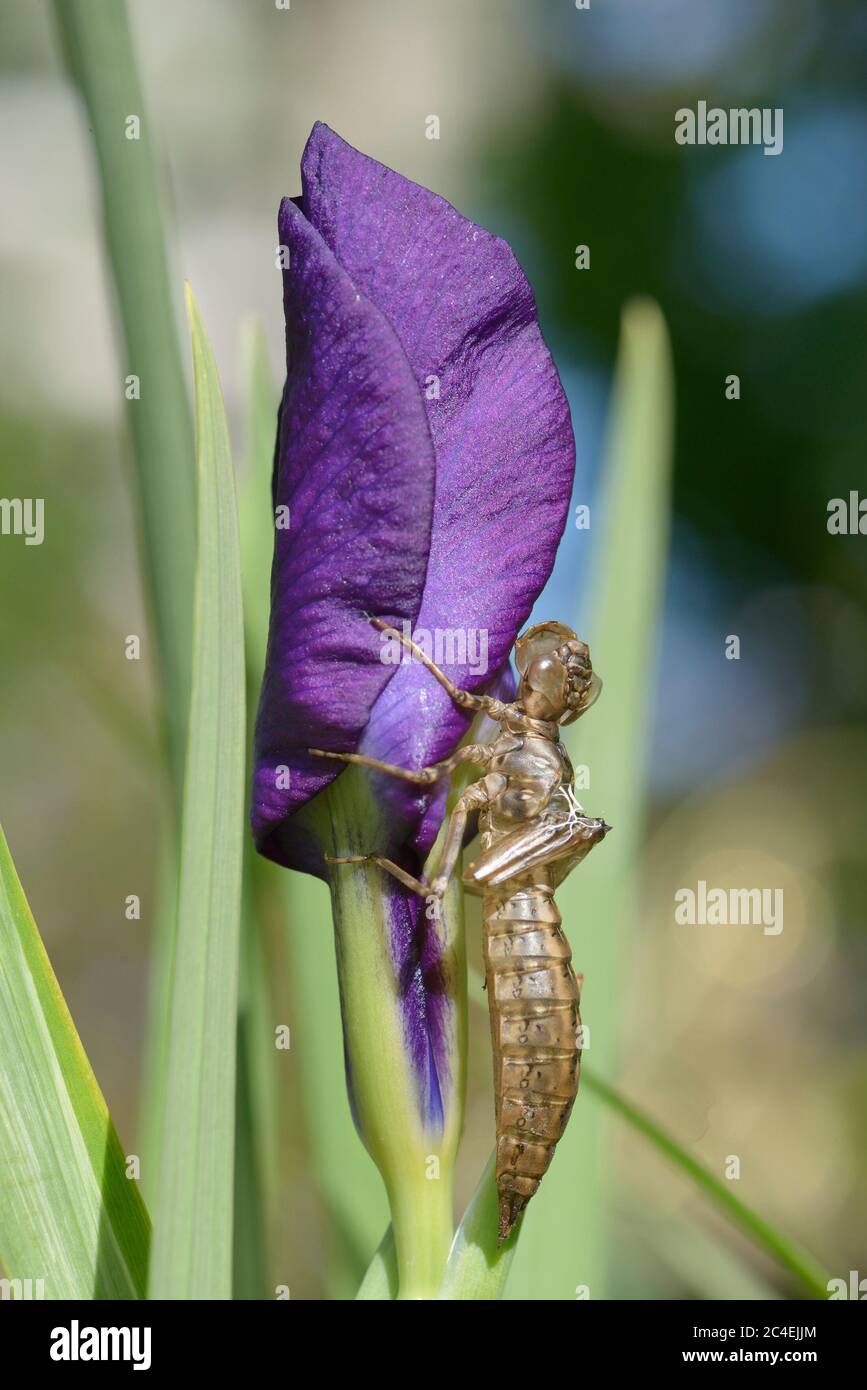 Southern Hawker Libelle (Aeshna cyanea) Leere Nymphenhaut auf einer Irisblume, nachdem der Erwachsene aufgetaucht ist Stockfoto