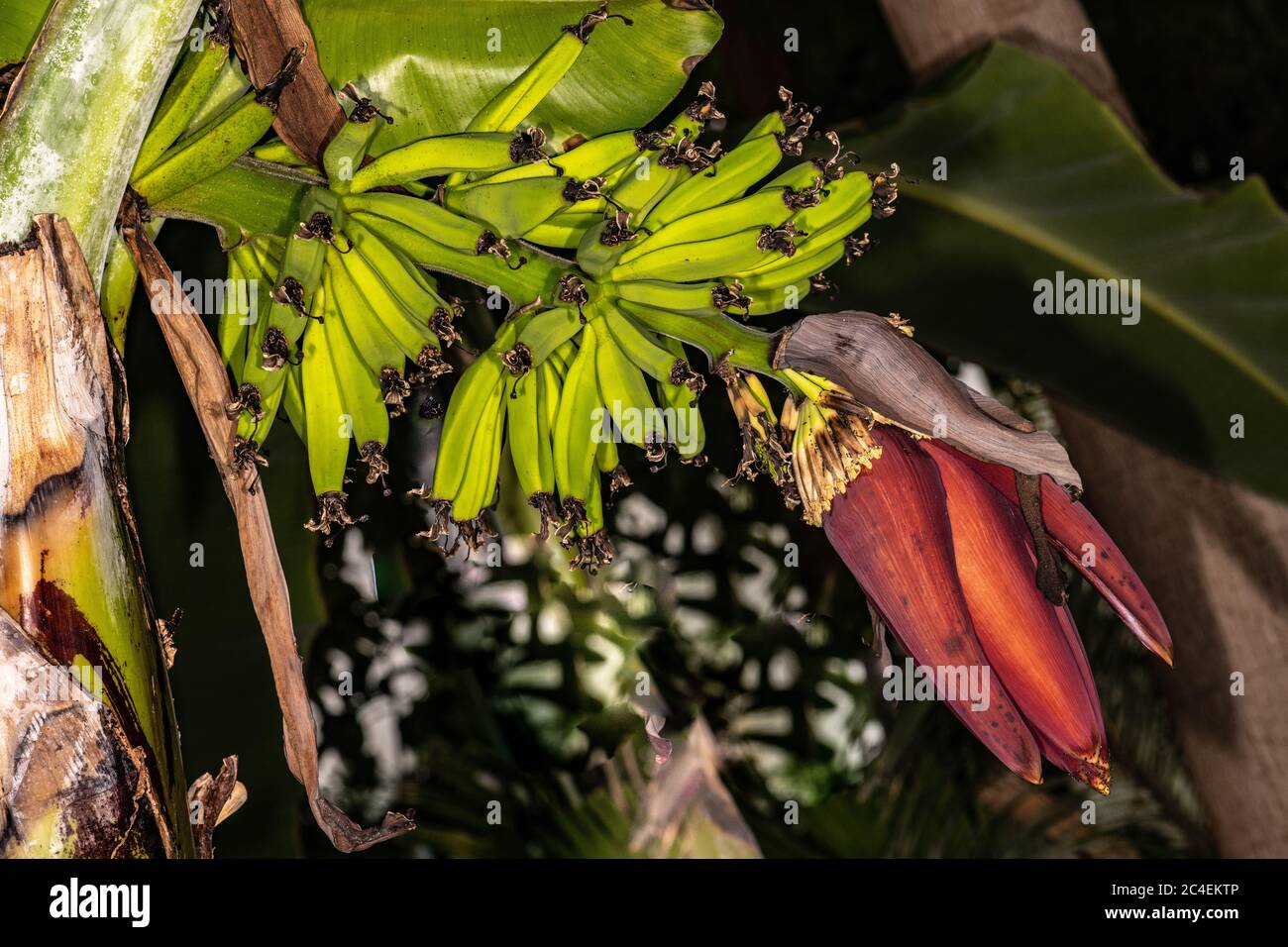 Banane (Musa acuminata 'Zwerg Cavendish') Stockfoto