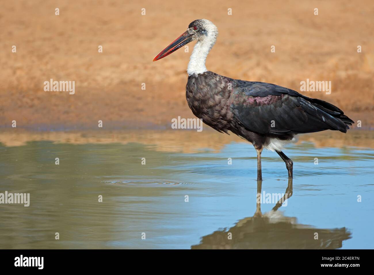 Woolly-necked Stork (Ciconia episcopus) stehen im flachen Wasser, Südafrika Stockfoto