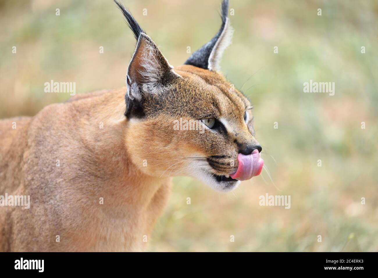 Wilde Caracal-Weibchen, die sich lecken, Namibia, Afrika Stockfoto