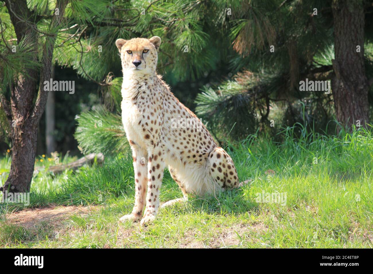 Gepard im Overloon Zoo Park Stockfoto