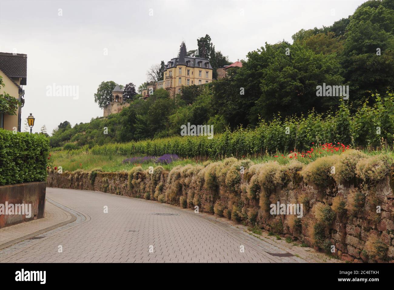 Weinberge und alte Häuser im deutschen Weinland. Haardt, Deutschland Stockfoto