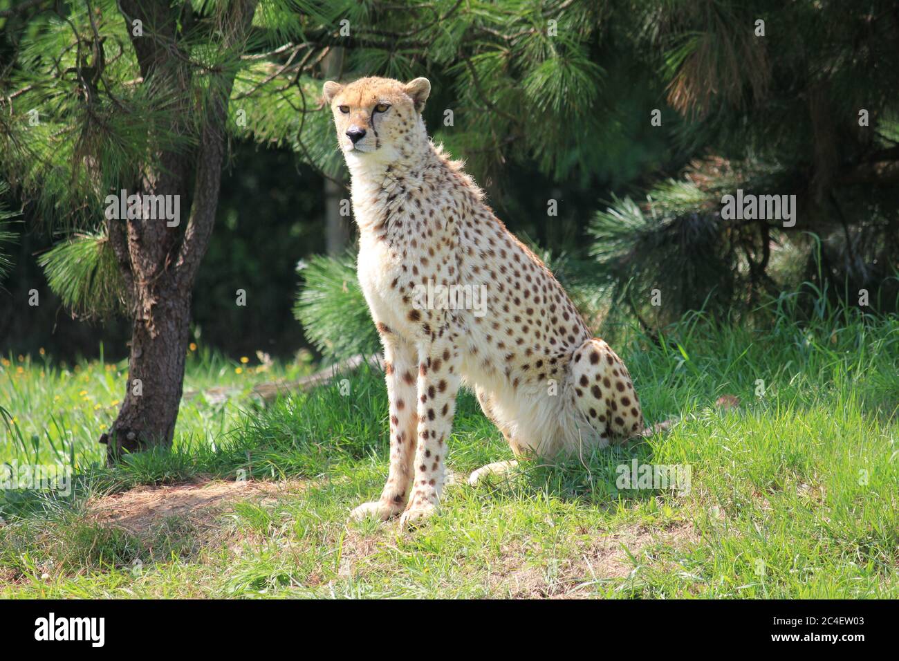 Gepard im Overloon Zoo Stockfoto