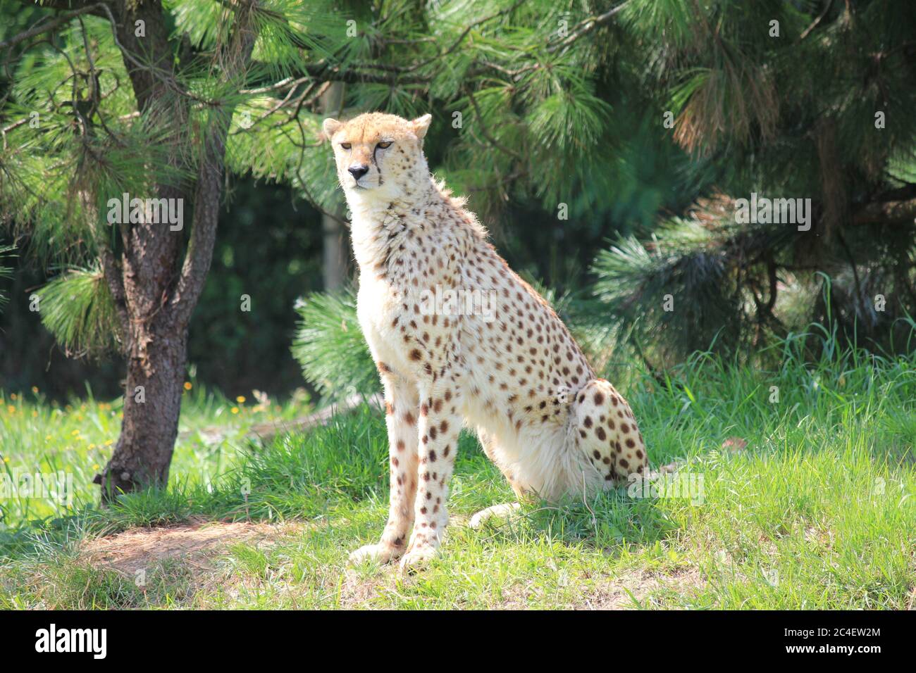 Gepard im Overloon Zoo Stockfoto