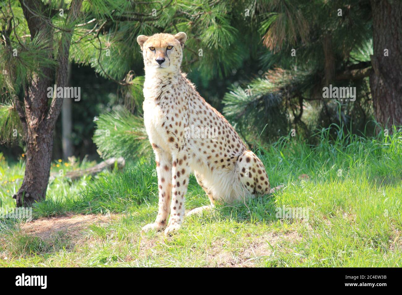 Gepard im Overloon Zoo Stockfoto