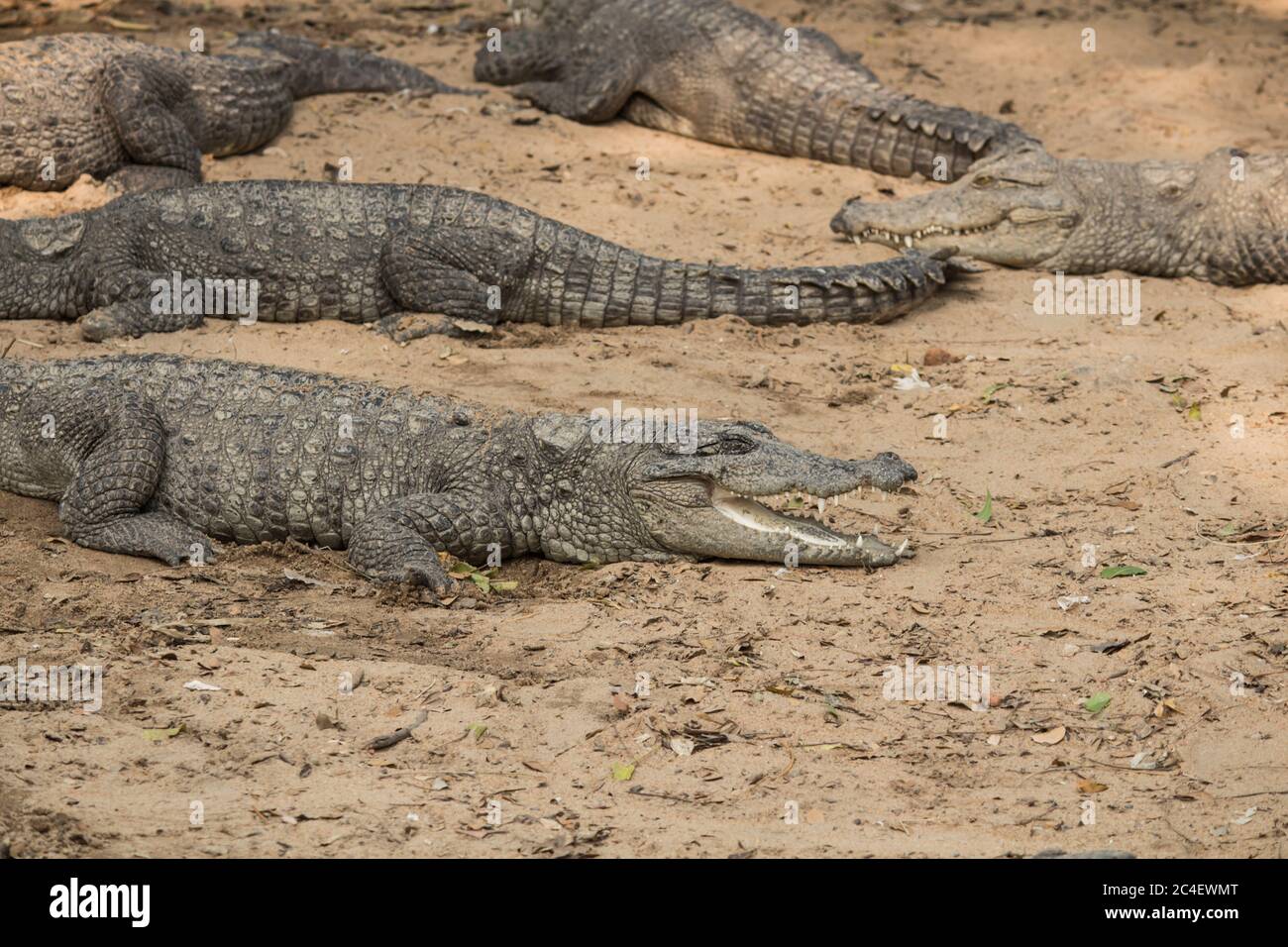 Krokodile liegen an Land Stockfoto