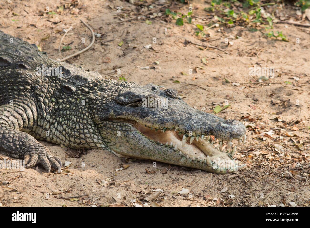 Krokodilmund geöffnet - liegend an Land Stockfoto