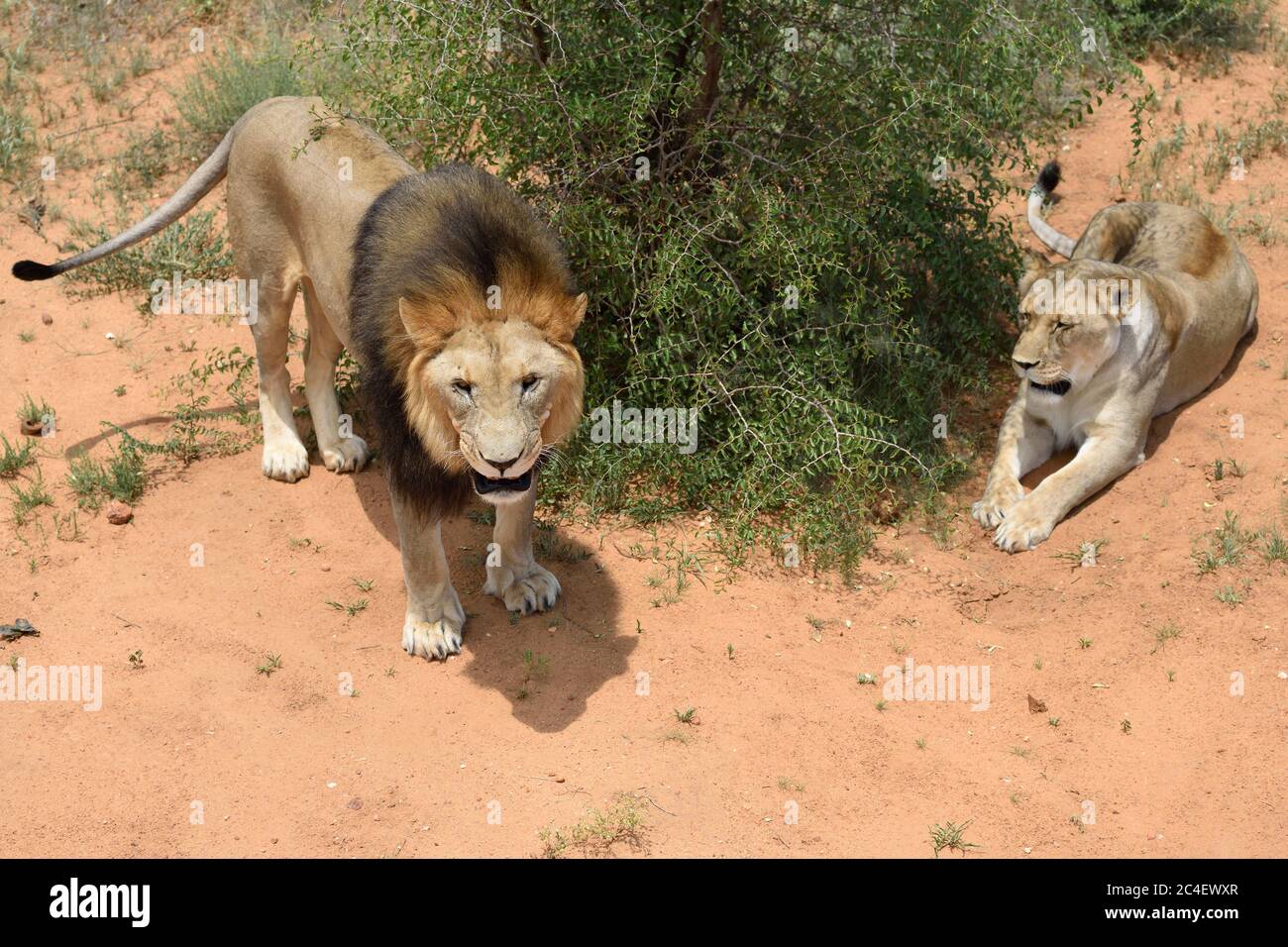 Ein Paar erwachsener Löwen im afrikanischen Buschveld, Namibia. Afrika. Männlicher Löwe brüllt. Blick von oben Stockfoto