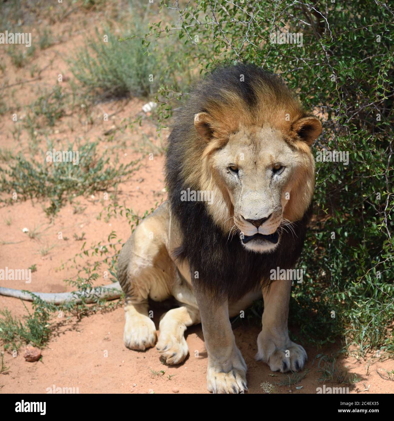 Männlicher Löwe sitzt unter Busch im afrikanischen Buschveld, Namibia Stockfoto